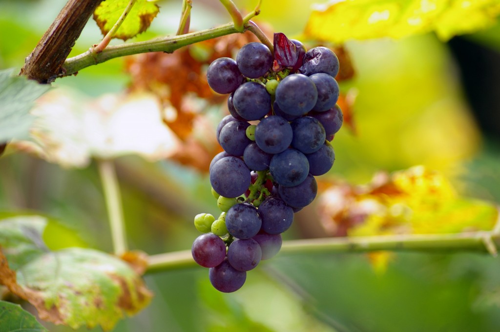 grapes