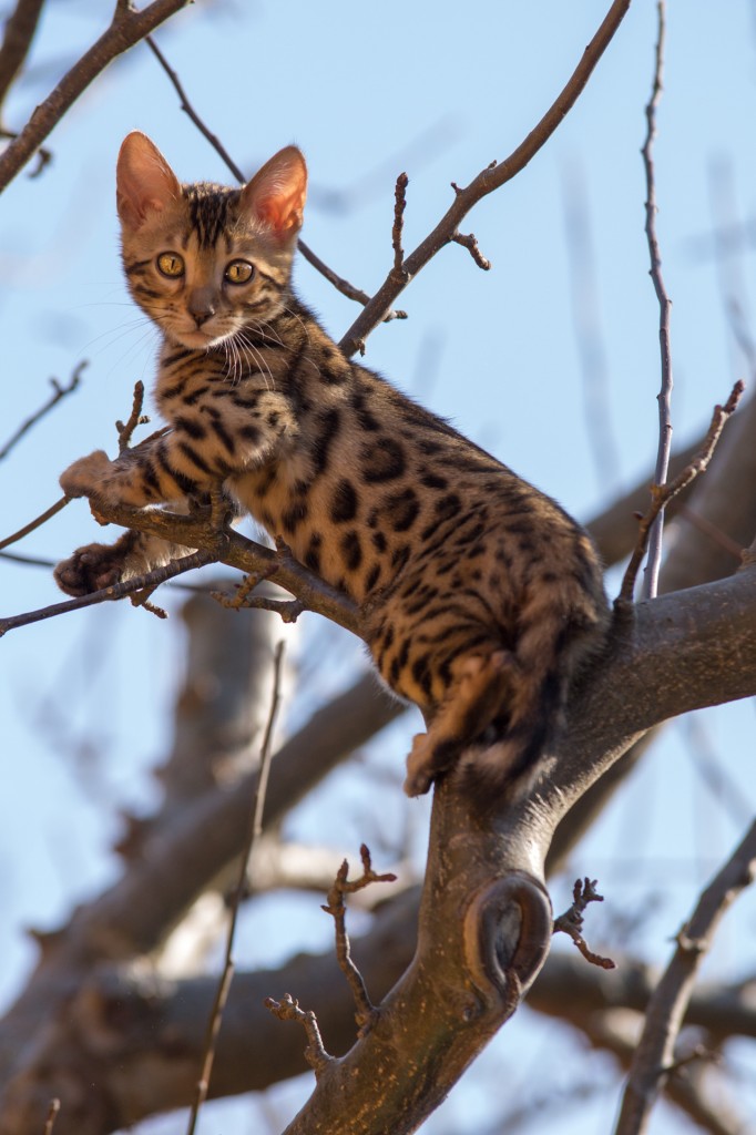 Cat in tree