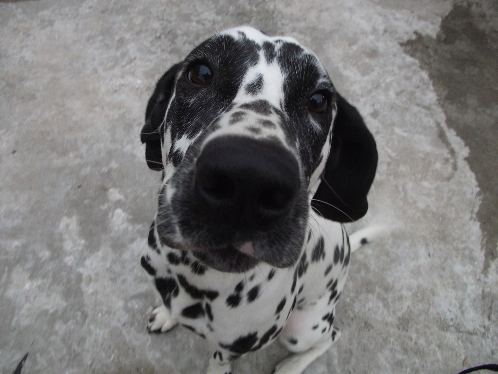 Dalmation